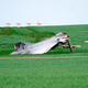 Illustration for article titled Hungarian Pilot Punches Out Of His Saab Gripen During Emergency Landing